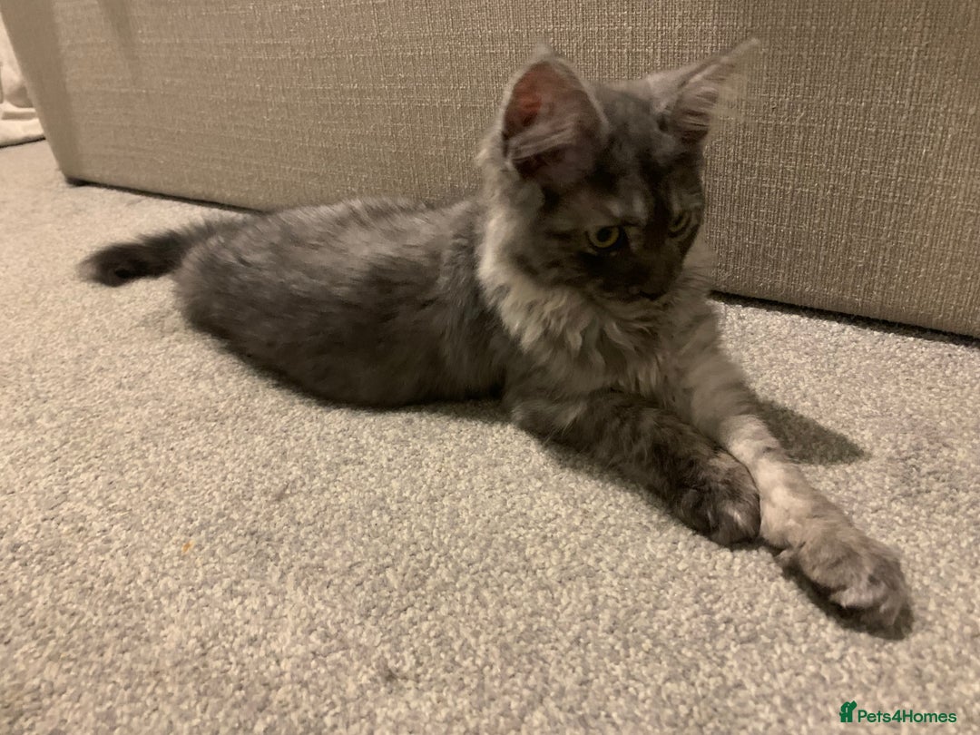 Maine Coon cats for sale: Stunning championship Maine coons for sale - Advert 20