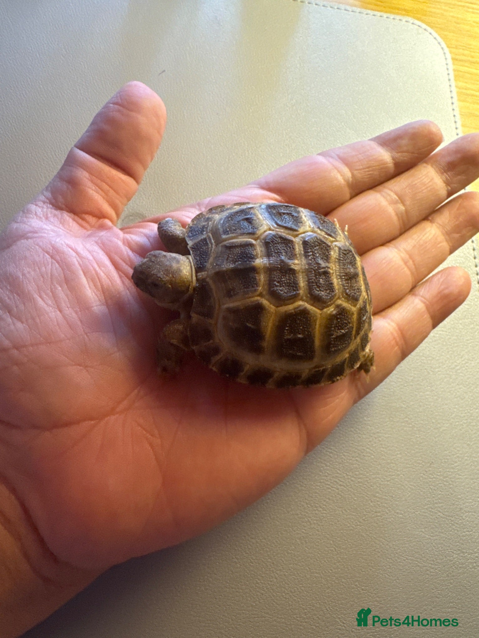 Tortoise reptiles Beautiful baby tortoises for Sale - Advert 10