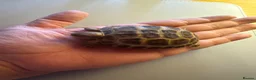 Tortoise reptiles for sale: Beautiful baby tortoises for Sale - Advert 1