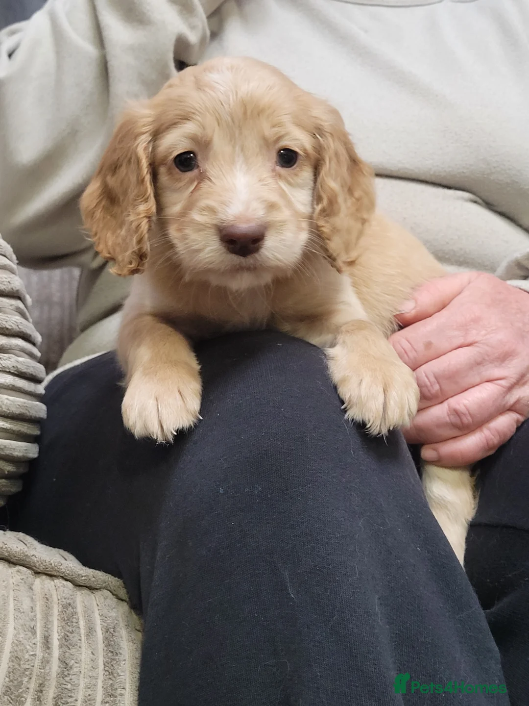 Cocker Spaniel dogs for sale: KC registered Working Cocker Spaniel puppies.  - Advert 5