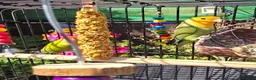Lovebirds birds for sale: 2 Lovebirds with Large Cage Food Accessories - Advert 3
