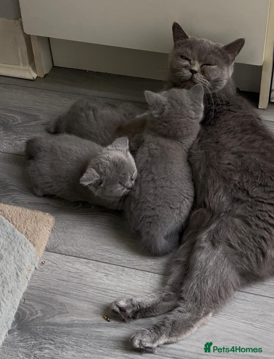 British Shorthair cats for sale: SOLD Only one Purebred Britishshorthair girls  - Advert 9