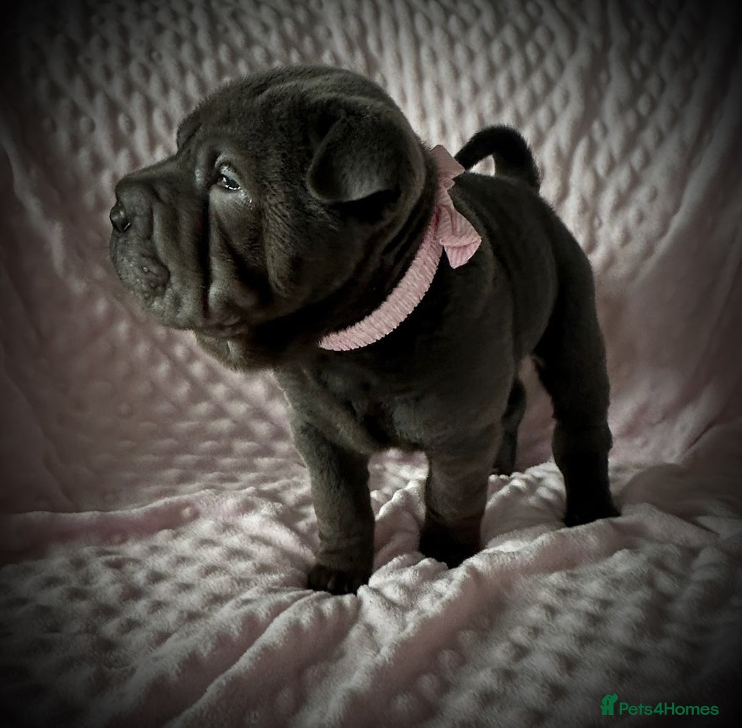 Shar Pei dogs for sale: Sharpei pup. LAST GIRL! - Advert 1