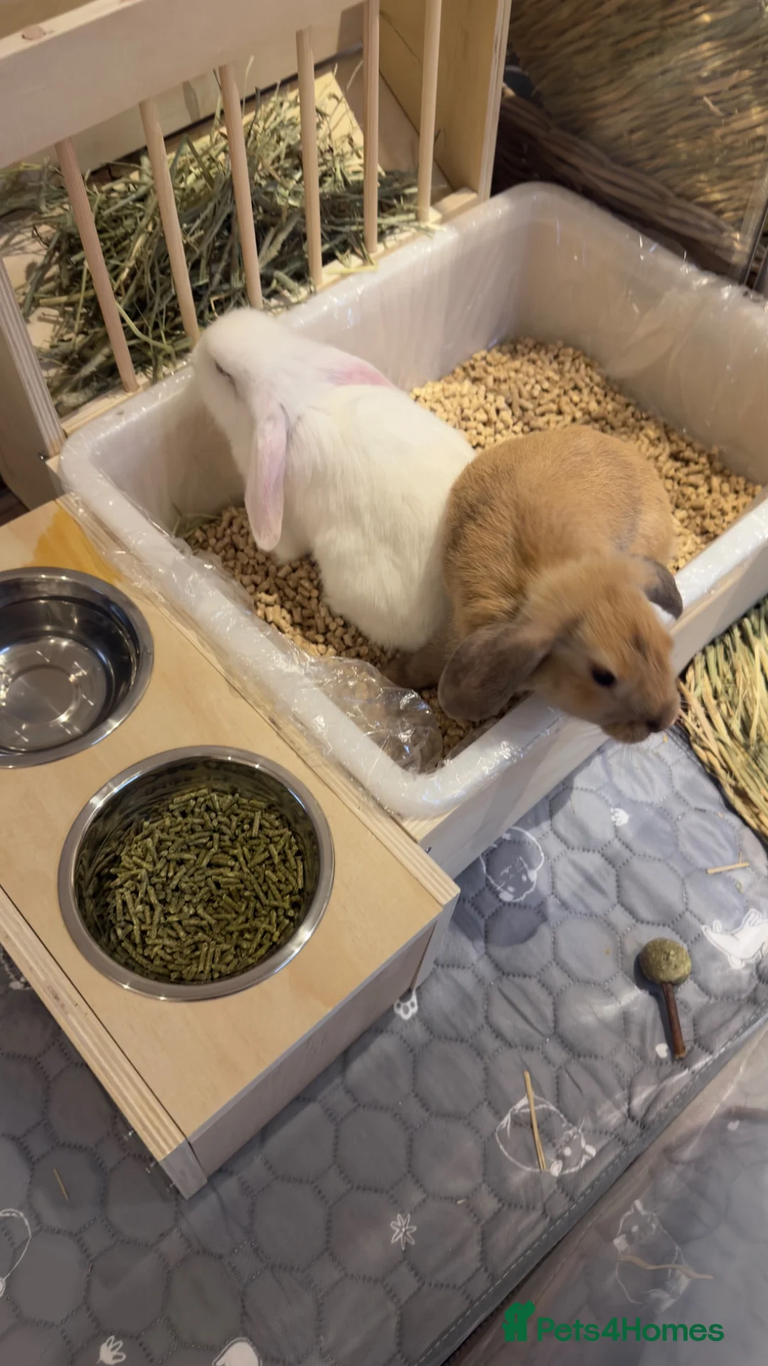 Mini Lop rabbits for sale: Beige and White Mini Loop, toilet trained !!  - Advert 2