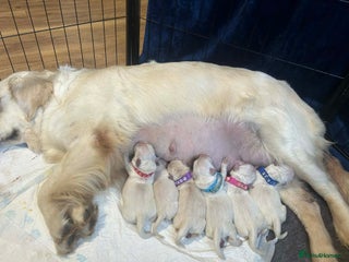 Golden Retriever dogs Golden retriever puppies - Advert 14