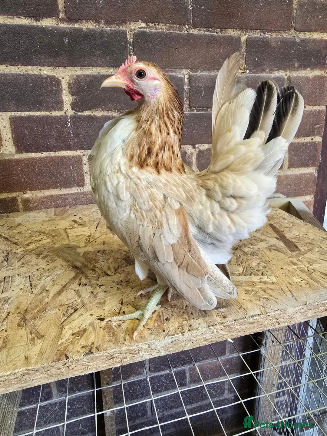 Chickens poultry for sale: Serama Pullets POL - Advert 6