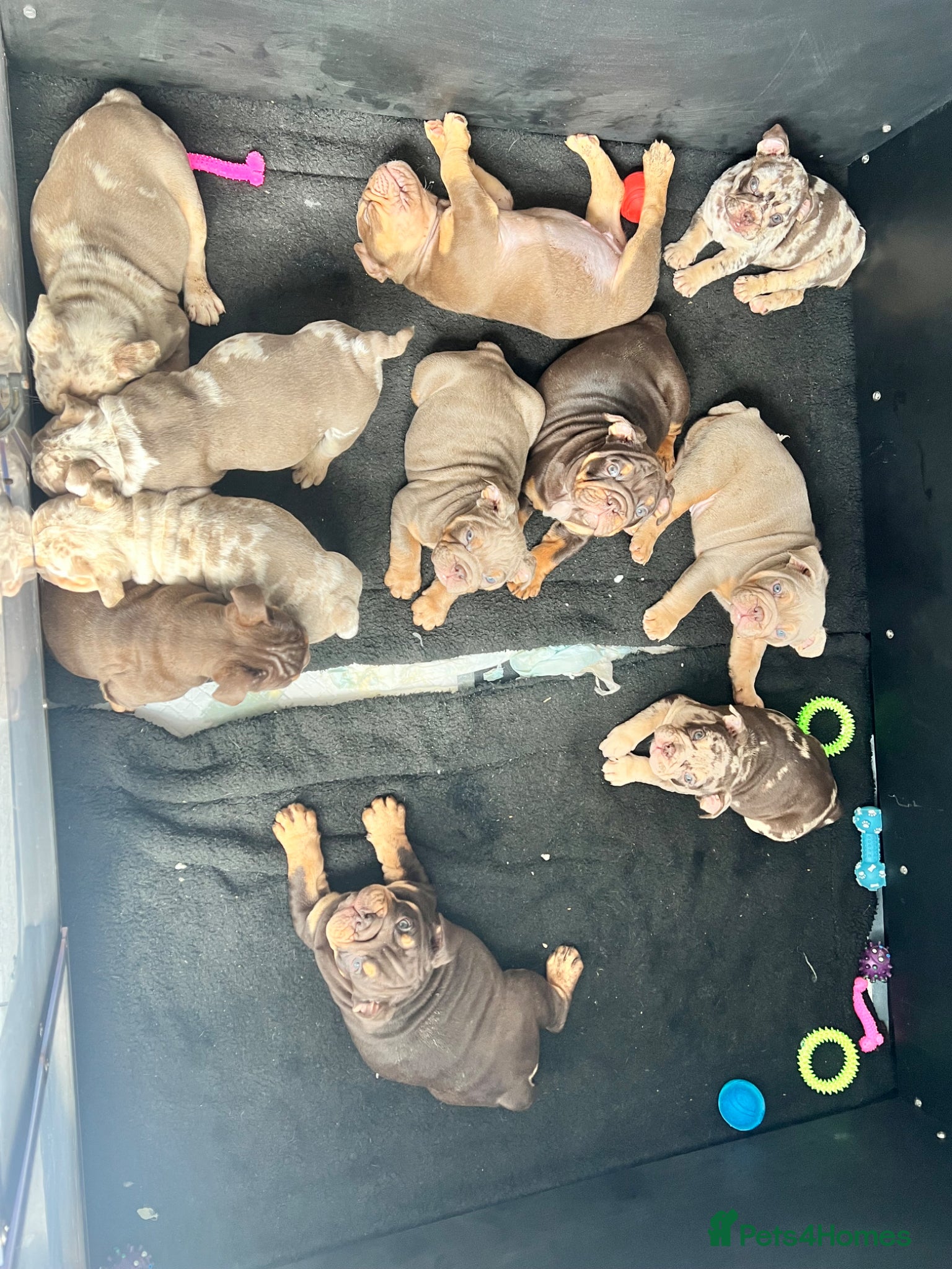 English Bulldog dogs for sale:  English Bulldogs DWKC 🧬🏆 Final reduction! - Advert 5