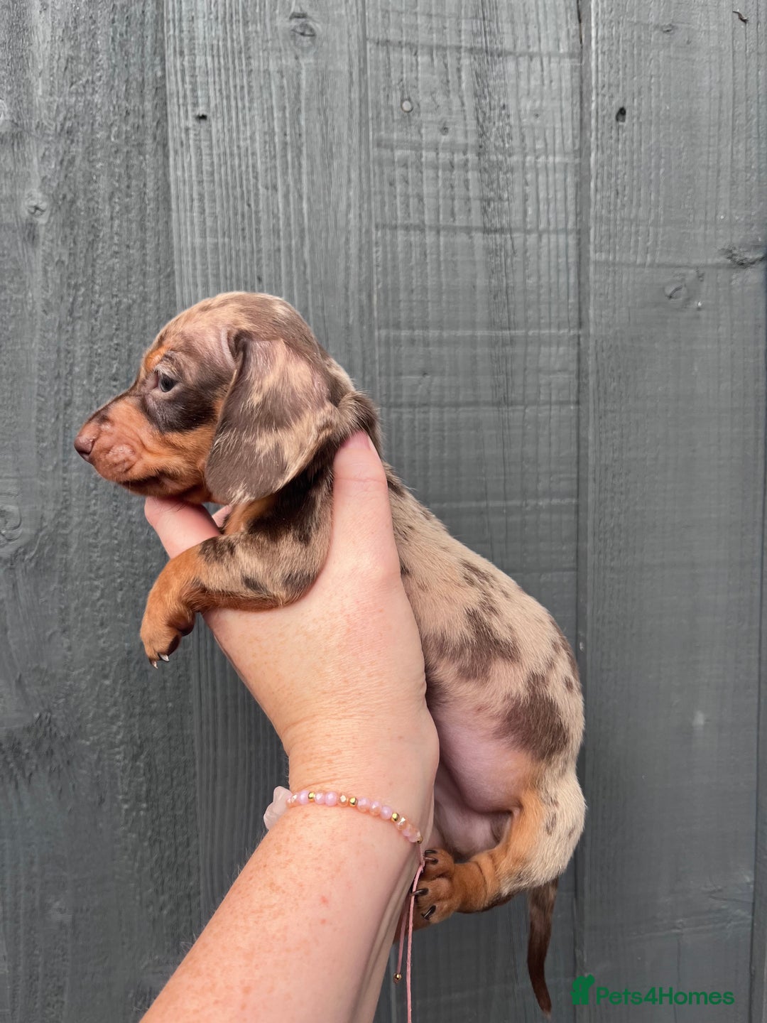 Dachshund dogs for sale: KC Registered Miniature Dachshunds - Image 8