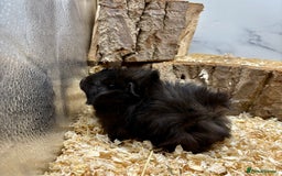 Guinea Pig rodents for sale: Lots of Baby Guinea Pigs for sale - Image 4