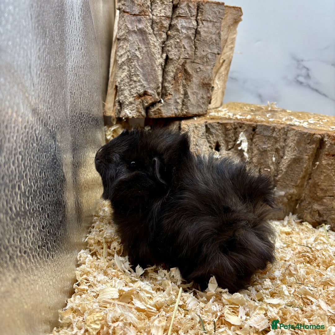 Guinea Pig rodents for sale: Lots of Baby Guinea Pigs for sale - Image 4