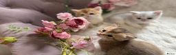 British Shorthair cats for sale: Beautiful British Shorthair Kittens  - Advert 6