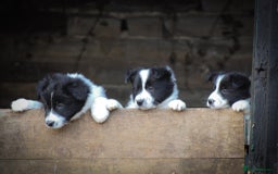 Border Collie dogs for sale: Border Collie Puppies for Sale - Image 5