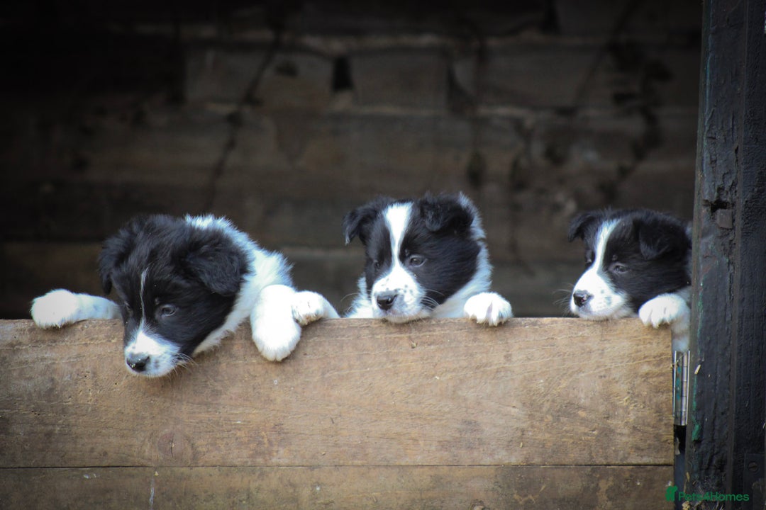 Border Collie dogs for sale: Border Collie Puppies for Sale - Image 5