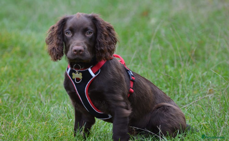 Sprocker dogs - Advert 1