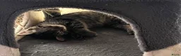 Ragdoll cats for sale: Ragdoll cross tabby kittens - Advert 15