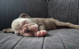English Bulldog dogs for sale: English bulldog male - Image 3