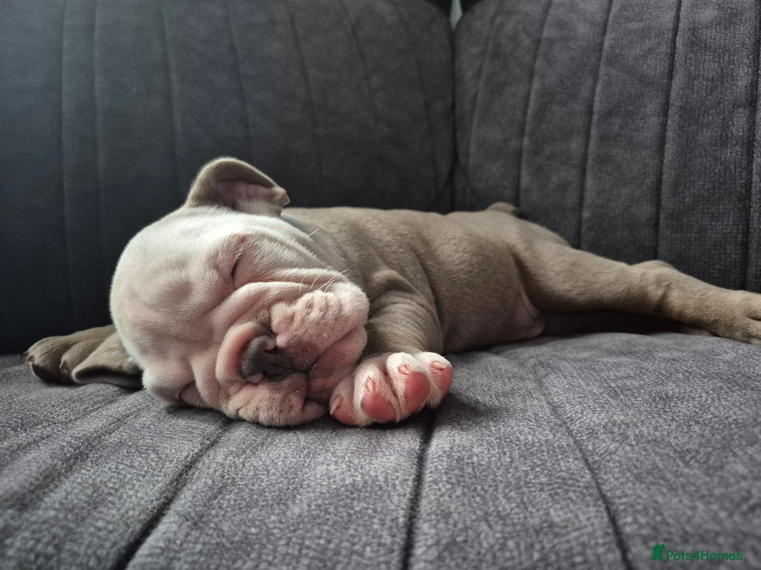 English Bulldog dogs for sale: English bulldog male - Image 3