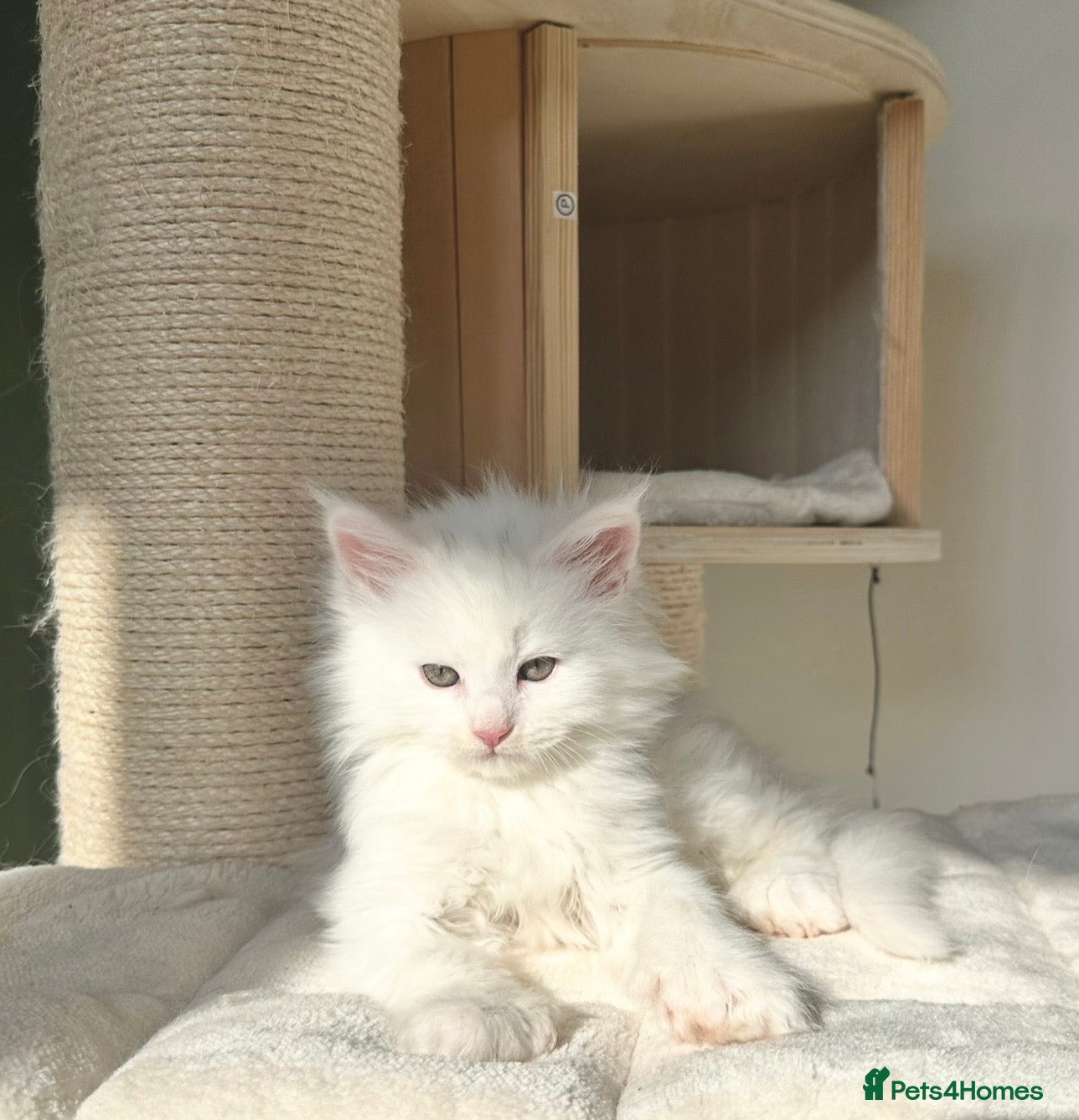 Maine Coon cats Polydactyl Maine coon kittens  - Advert 3