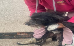 Mixed Breed dogs for adoption: Meet MARIA (!) - a Beautiful and Affectionate Girl - Image 4