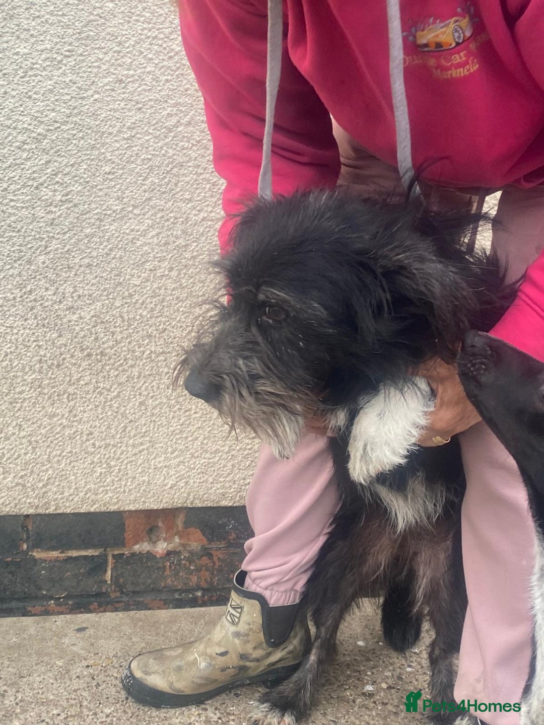 Mixed Breed dogs for adoption: Meet MARIA (!) - a Beautiful and Affectionate Girl - Image 4