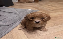 Mixed Breed dogs for sale: Cavapoo X Shihpoo puppies for sale - Image 6