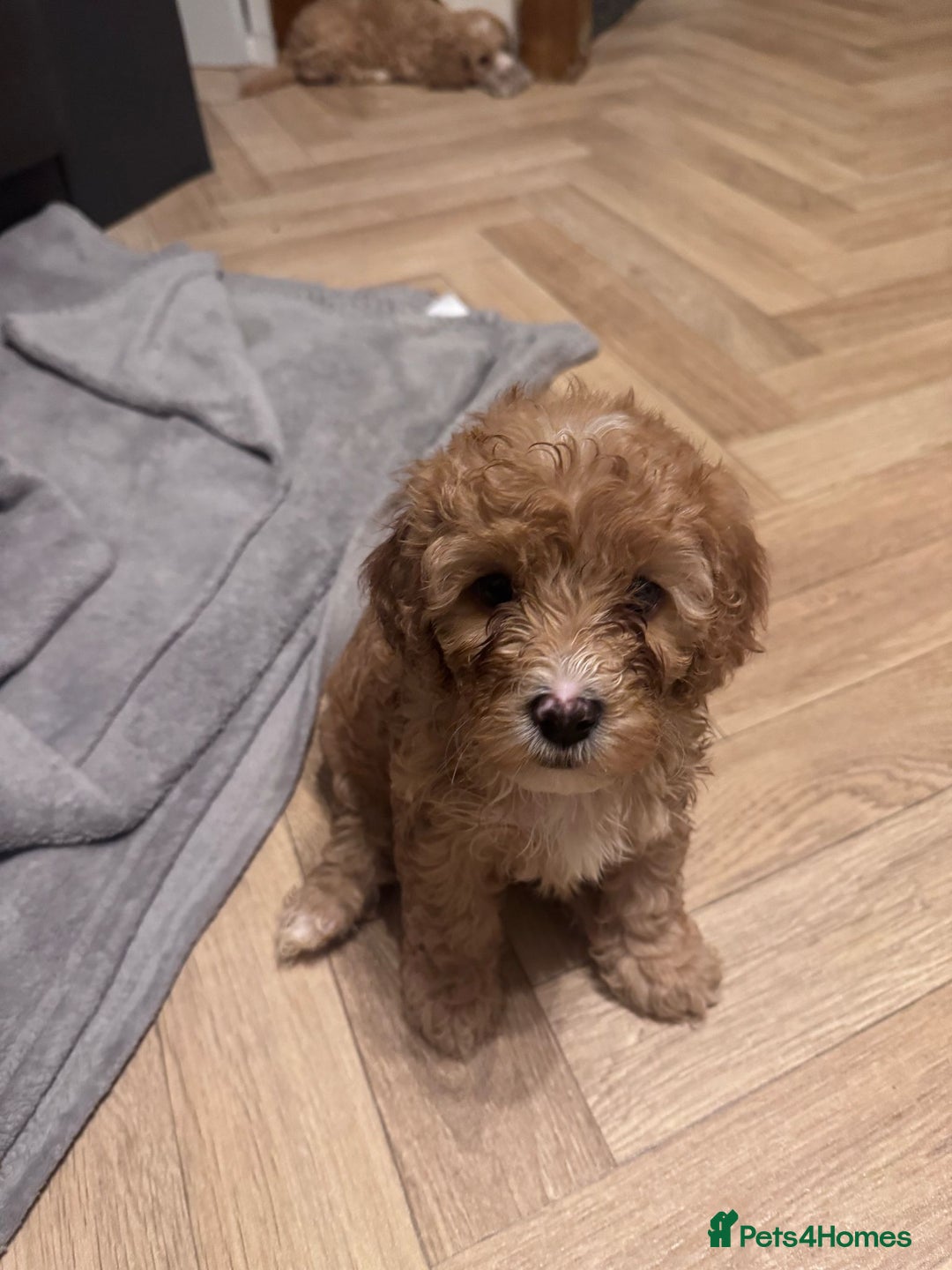 Mixed Breed dogs for sale: Cavapoo X Shihpoo puppies for sale - Image 6