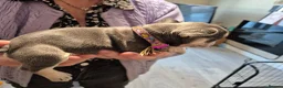 French Bulldog dogs for sale: Male&Female Puppies - Advert 10