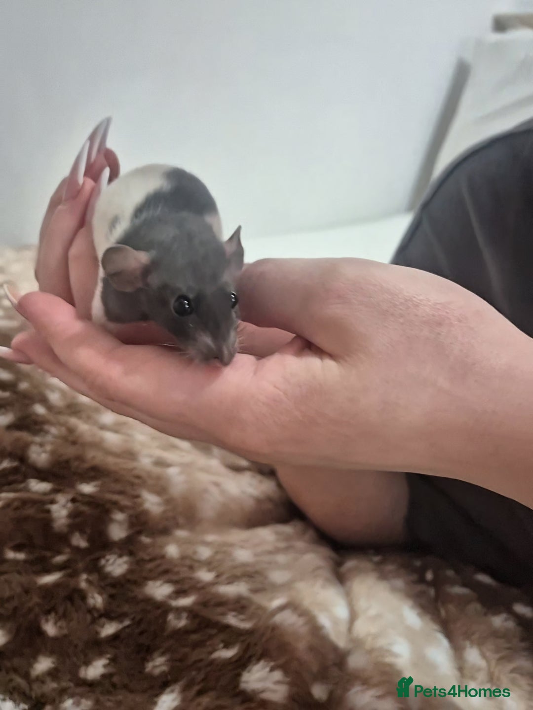 Rat rodents for sale: Baby rats 1 litter available now - Advert 5