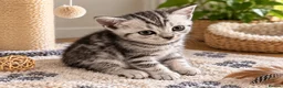 British Shorthair cats for sale: GCCF BSH kittens silver tabby & chinchilla  - Advert 11