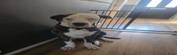 American Bulldog dogs for sale: 8 and a half month old American bulldog  in Wotton-under-Edge - Advert 4