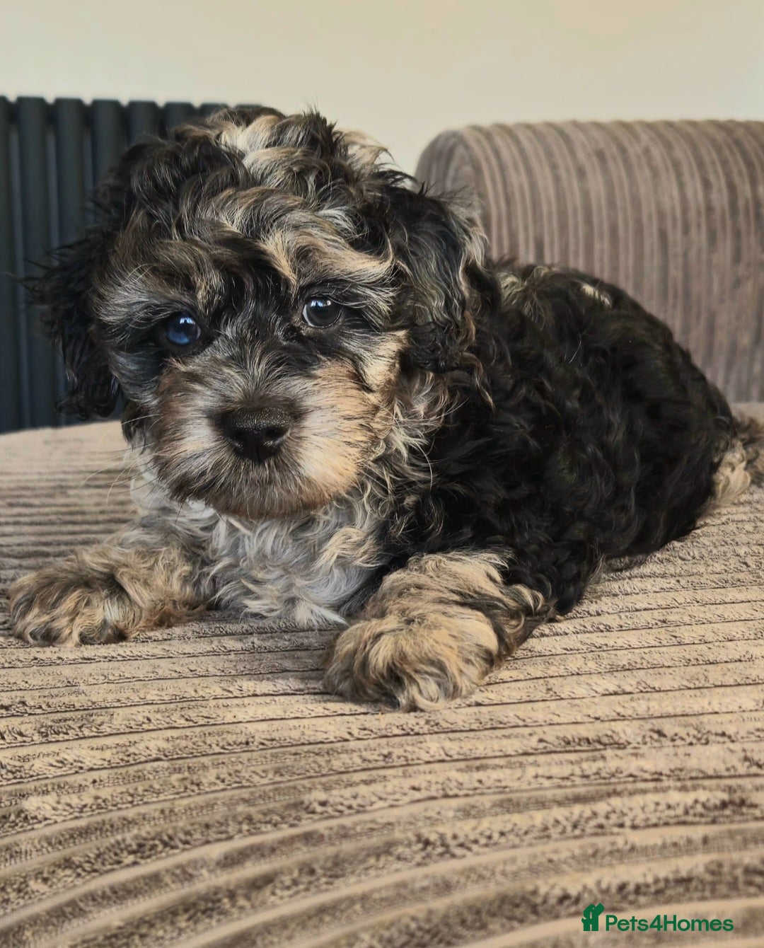 Cockapoo dogs  Ready now f1b cockerpoo  - Advert 1