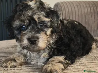 Cockapoo dogs Ready now f1b cockerpoo - Advert 1