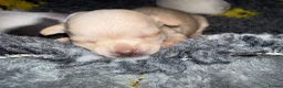 Chihuahua dogs for sale: Smooth coat chihuahua puppies  - Advert 39