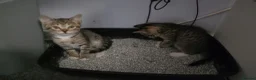 Mixed Breed cats for sale: Beautiful kittens looking for forever home 🐱🐱🐈 - Advert 6