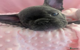 French Bulldog dogs for sale: French buldogs - Image 10