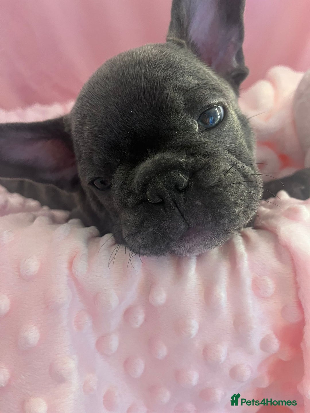 French Bulldog dogs for sale: French buldogs - Image 10