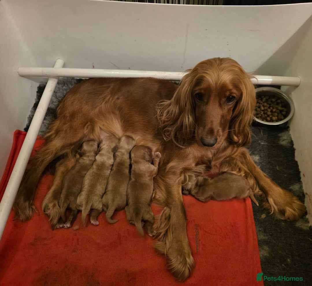 Cocker Spaniel dogs for sale: Beautiful KC Show Cocker Spaniel Pups - Advert 7
