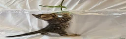 Bengal cats for sale: Stunning Bengal Kittens – Reservations Now Open🐆 - Advert 23