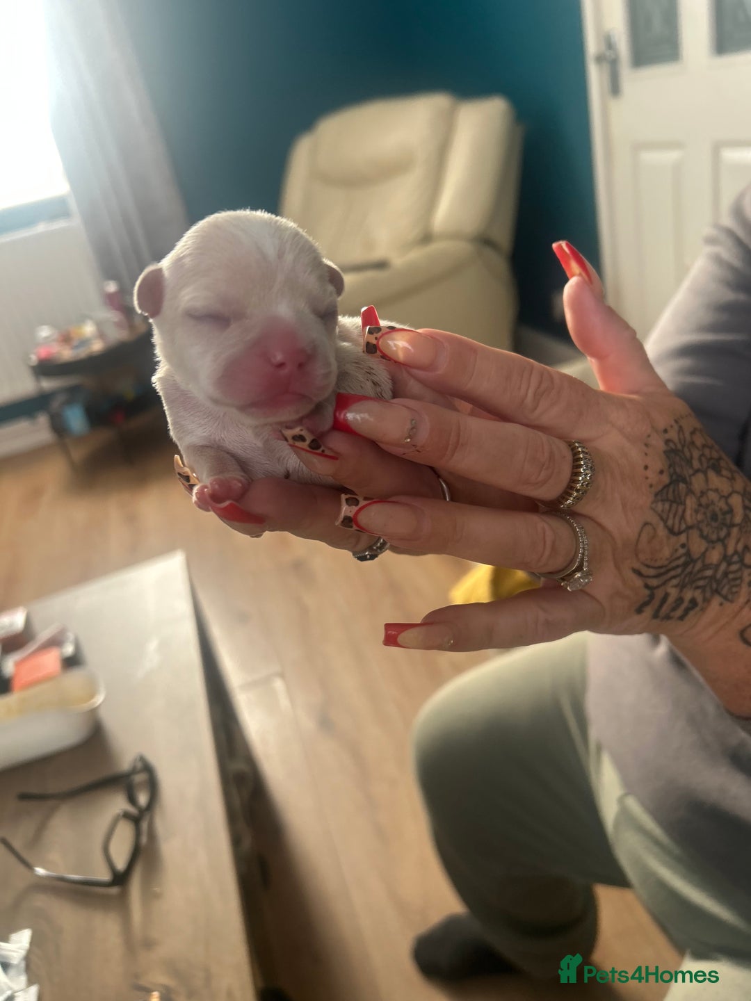 French Bulldog dogs for sale: fluffy french bulldogs - Advert 15