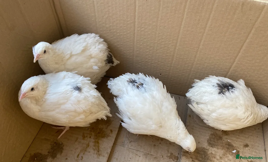 Quail poultry for sale:  Various age quails £5-£12 - Advert 2
