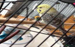 Budgerigars birds for sale: Breeding pair of budgies - Image 4