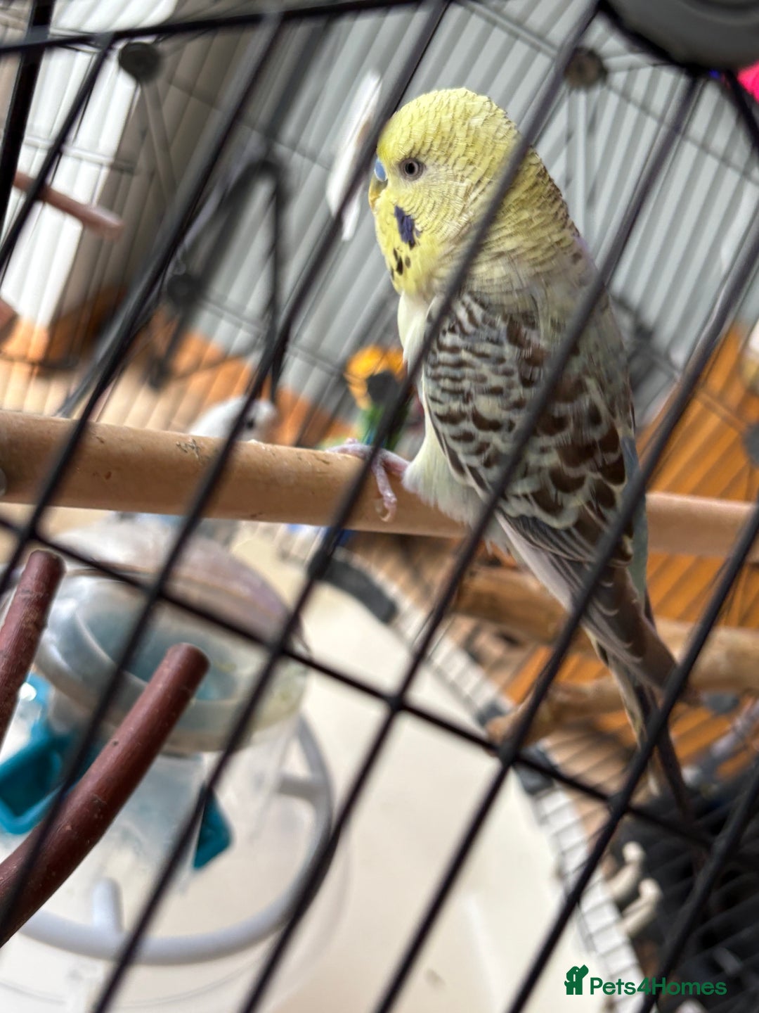 Budgerigars birds for sale: Breeding pair of budgies - Image 4