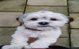 Lhasa Apso dogs for stud: Oakendshade King Goldenelm  - Image 3