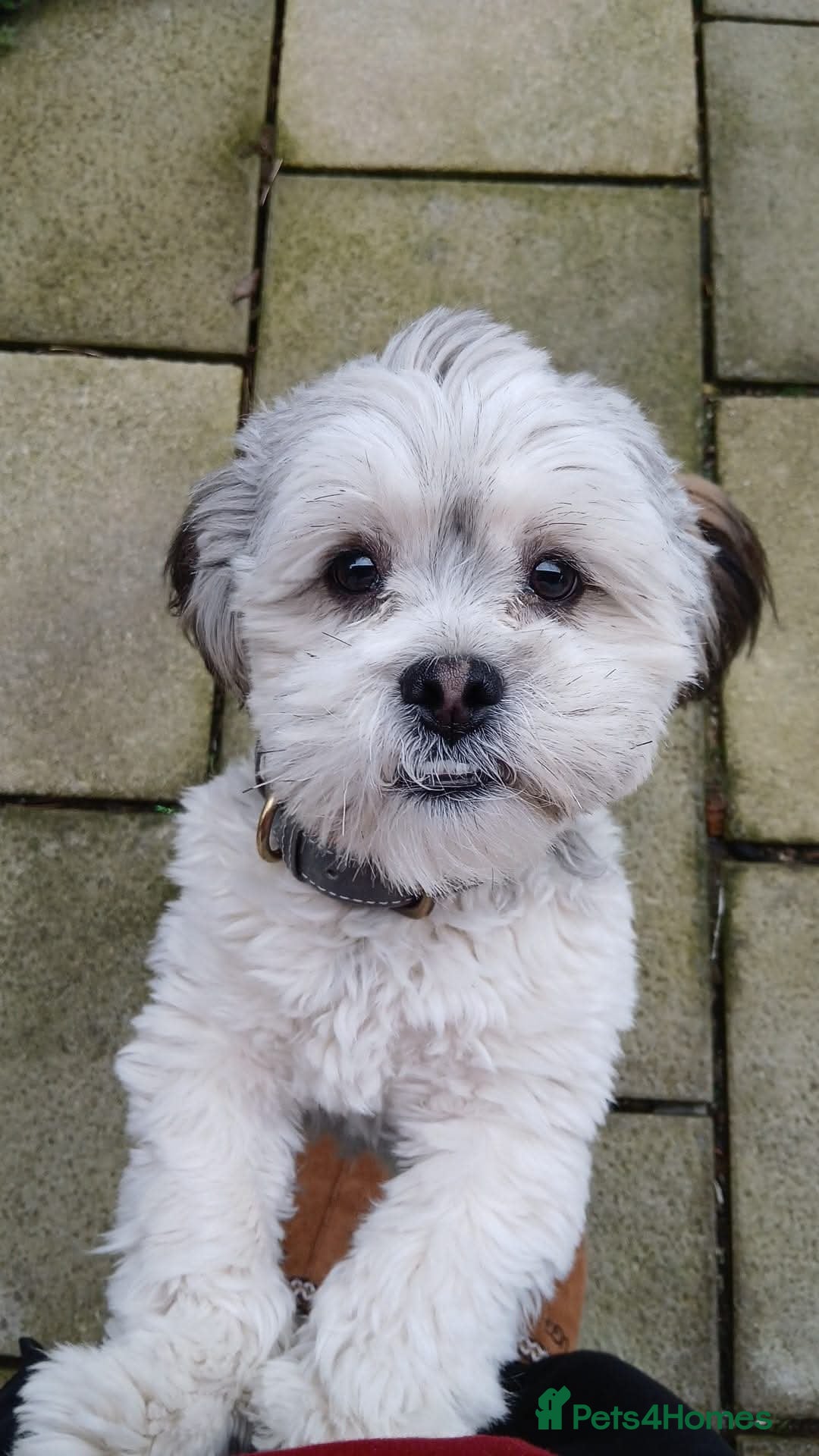 Lhasa Apso dogs for stud: Oakendshade King Goldenelm  - Image 3