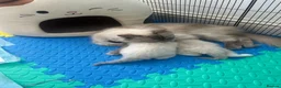 Ragdoll cats for sale: Beautiful Ragdoll Kittens  - Advert 29