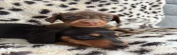 Miniature Dachshund dogs for sale: Gorgeous Smooth Haired Mini Dachshunds🐾 in Worcester - Advert 7
