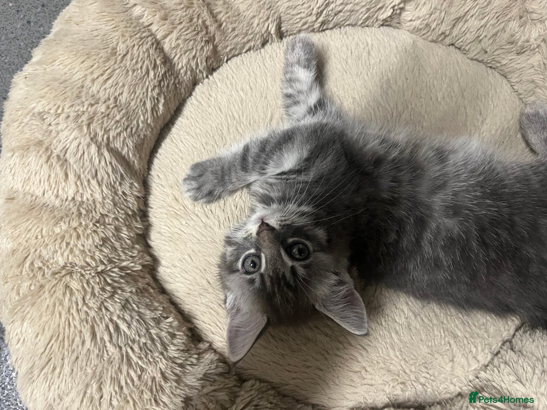 Mixed Breed cats for sale: 🐾 Stunning 9 week old blue eyed Kittens - Advert 9