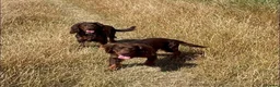 Cocker Spaniel dogs for sale: Tri working cocker spaniel girl  - Advert 6