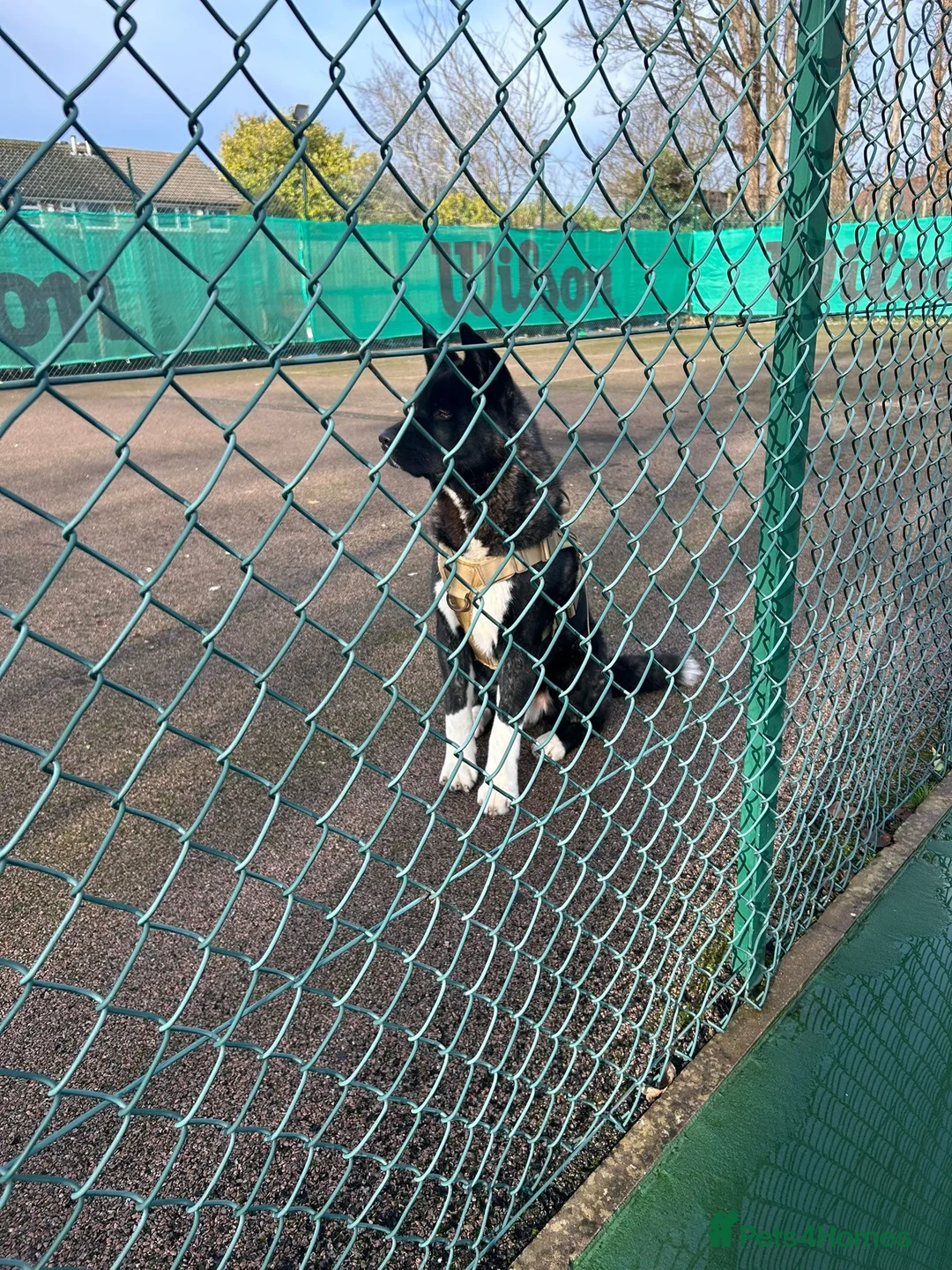 Akita dogs for stud: American Akita for stud  in Birmingham - Advert 2