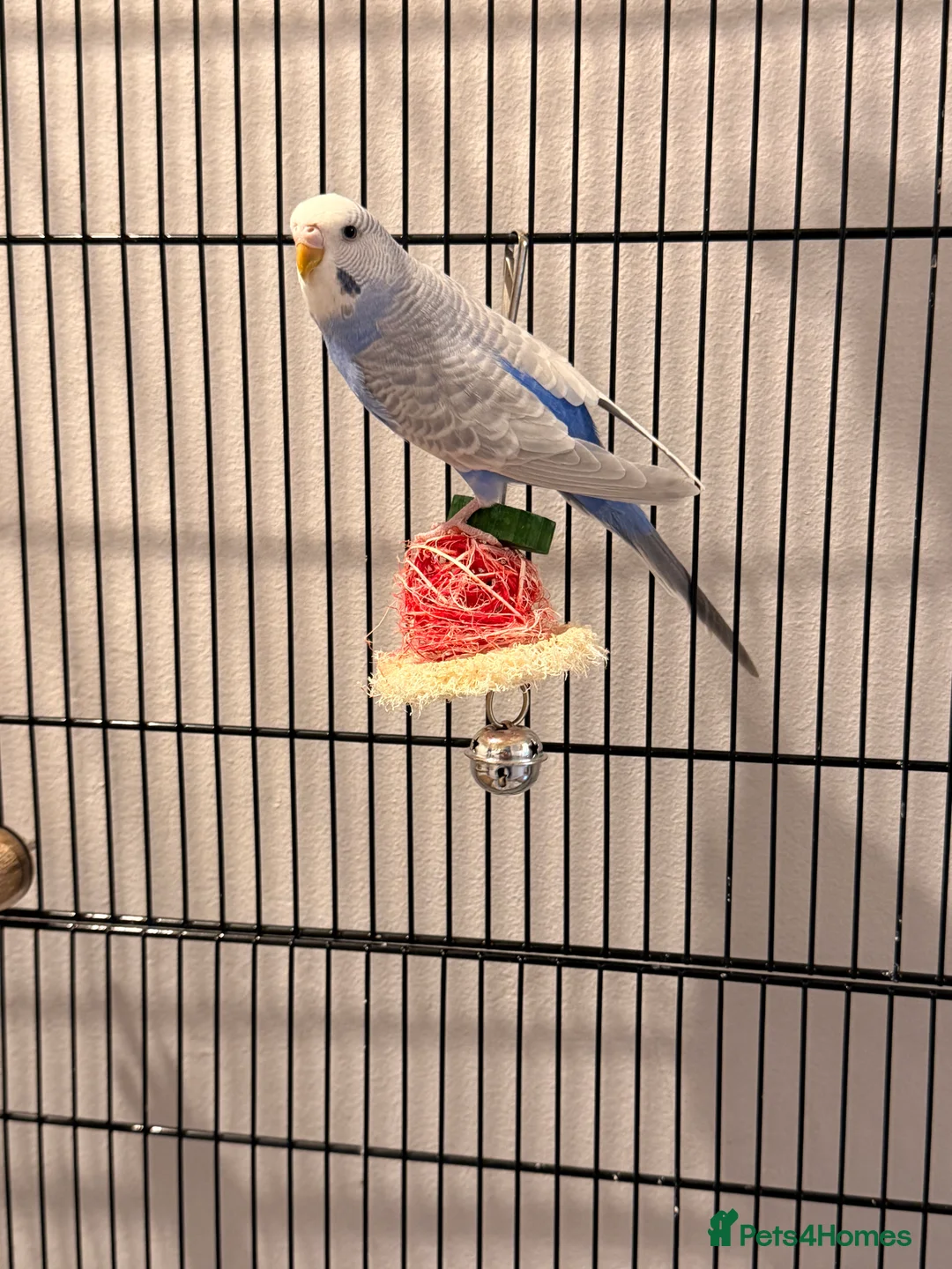 Budgerigars birds for sale: Beautiful budgies in Tonbridge - Advert 1